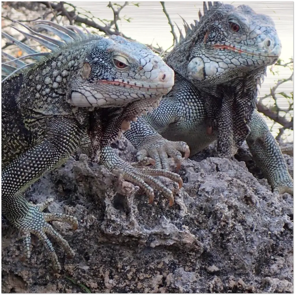 Iguana Aluminum Print (40x50 cm / 16x20″)