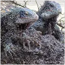 Iguana Aluminum Print