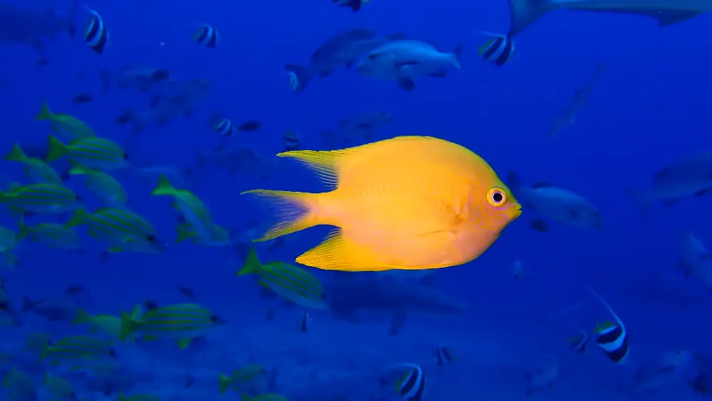 Damsel fish Aluminum Print (Vertical, 40x50 cm / 16x20″)