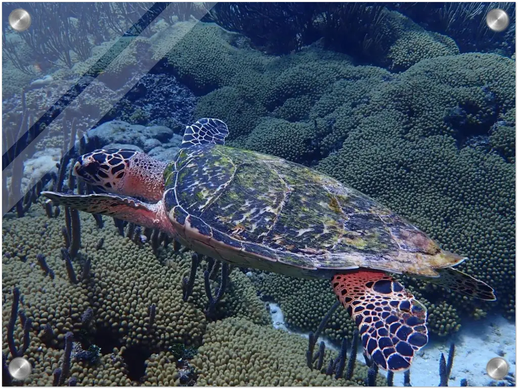 Acrylic Turtle Print