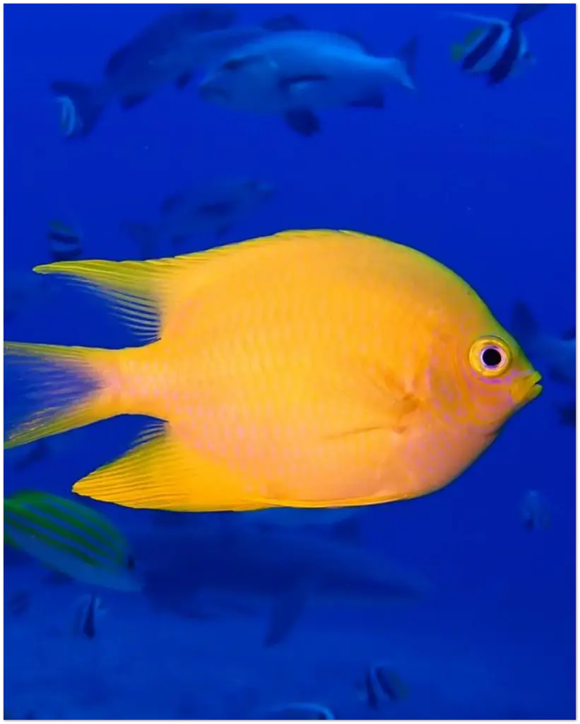 Damsel Fish on FOAM (40x50 cm / 16x20″)