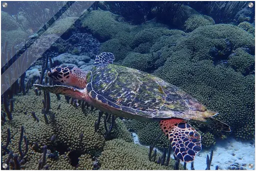 Acrylic Turtle Print