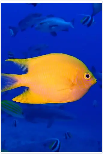 Tang - FOAM