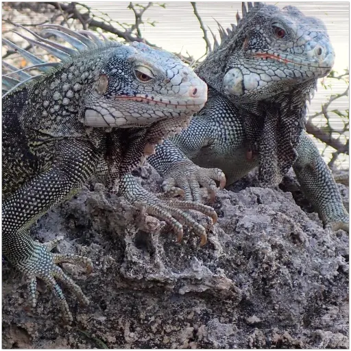 Iguana Aluminum Print